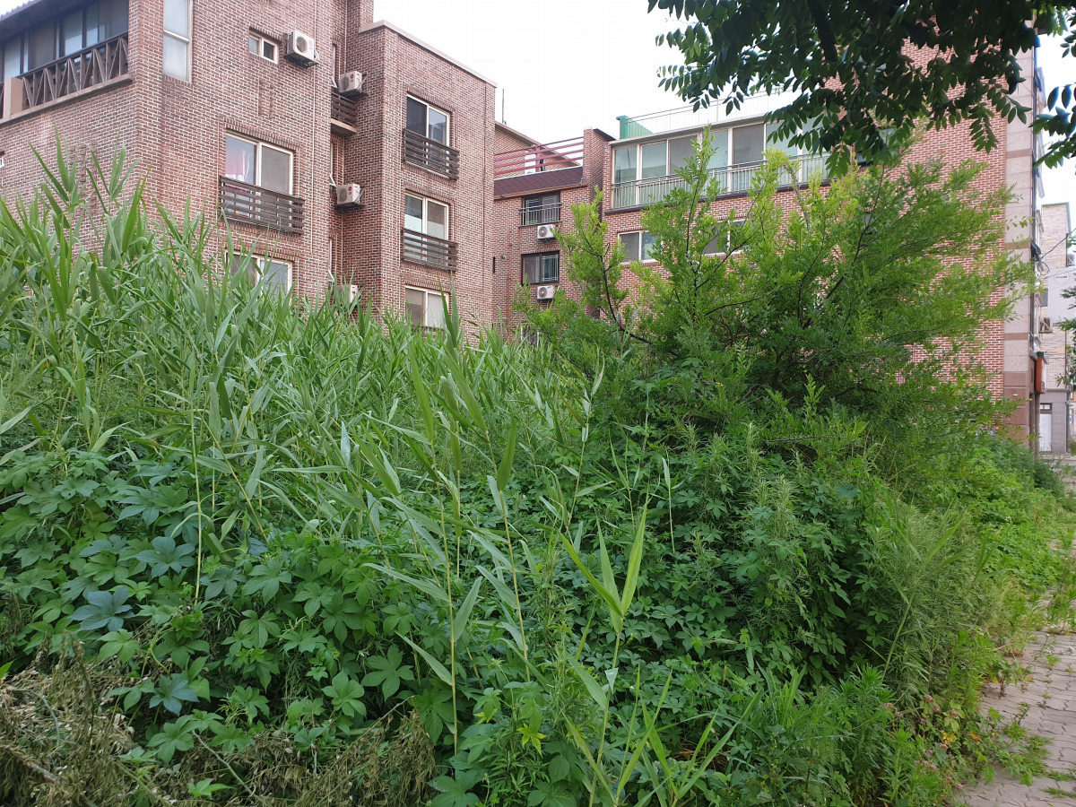 ▲텅 빈 오식도동 오피스텔 앞 가꾸지 않은 정원에는 잡초가 무성하다.(군산 = 김벼리 기자 kimstar1215@)