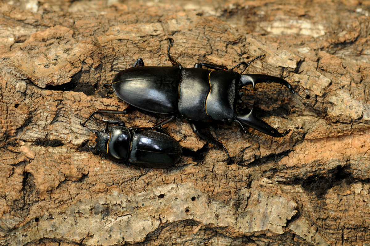 ▲넓적사슴벌레 성충(사진 제공=농림축산식품부)