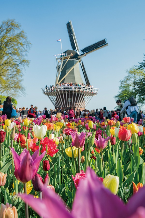 ▲네덜란드의 대표적 튤립 축제인 쾨켄호프 축제. 다채로운 색깔의 튤립이 자태를 뿜어낸다. 