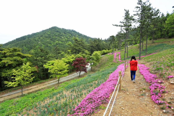 ▲산중 꽃길이 펼쳐지는 덕암산 꽃누리 생태공원.