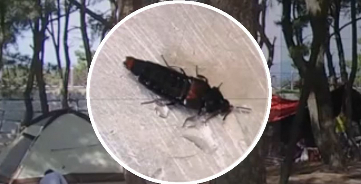 (출처=JTBC 방송화면 캡처 )