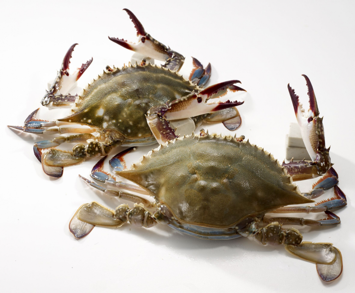 (롯데쇼핑 제공)