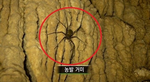 (사진=네이버 지식방송 캡처)