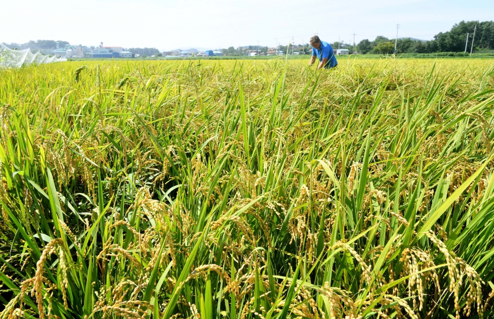 ▲무더위가 한풀 꺾이고 수확의 계절이 다가오고 있다. 절기상 처서(處暑)를 하루 앞둔 22일 충남 예산군 고덕면의 한 논에서 농민 이상헌 씨가 수확을 나흘 앞둔 조생종 벼를 살펴보고 있다. 신태현 기자 holjjak@(이투데이DB)