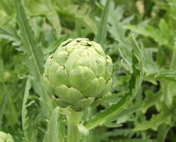 (출처=온라인 커뮤니티 캡쳐)