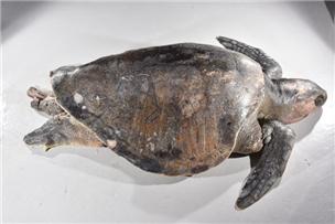 ▲국내 연안에서 발견된 올리브바다거북이 모습.(출처=해양수산부)