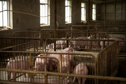▲중국 허베이성 팡거좡의 한 축산농가에 돼지들이 있다. 팡거좡/AP뉴시스 
