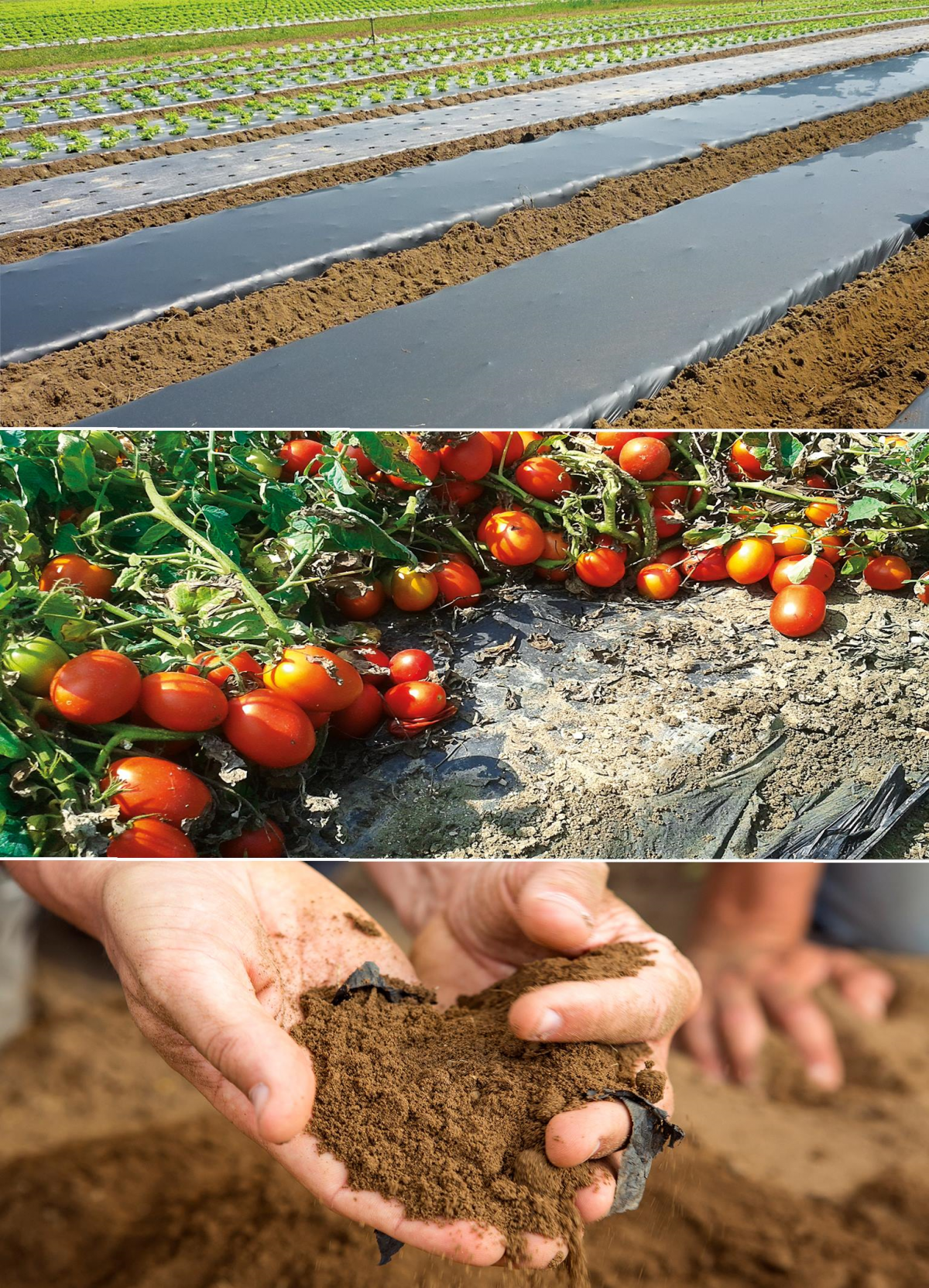 ▲이코비오 멀칭필름. (사진 제공=바스프)