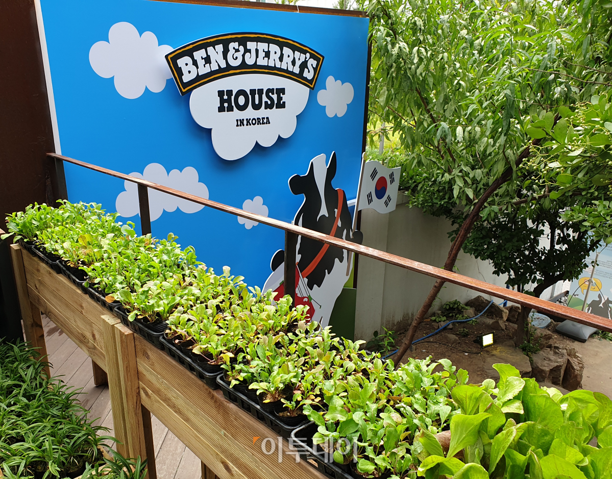 ▲친환경을 강조하는 '밴앤제리스' 팝업스토어에서는 먹고난 아이스크림 컵에 담아갈 수 있는 식물을 제공하고 있었다. (김정웅 기자 cogito@)