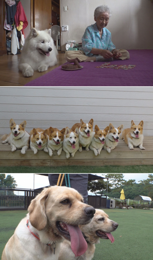 ▲TV동물농장(사진제공=SBS)