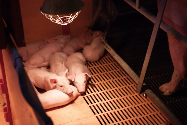 인천 강화군서 아프리카돼지열병 의심 돼지 발견