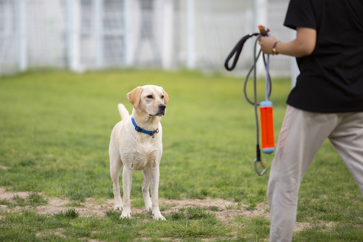 ▲강아지와 휴식 즐기는 모습.(사진제공=이하 경기관광공사)