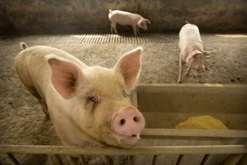 ▲중국 허베이성의 한 돼지 사육 농가. AP뉴시스

