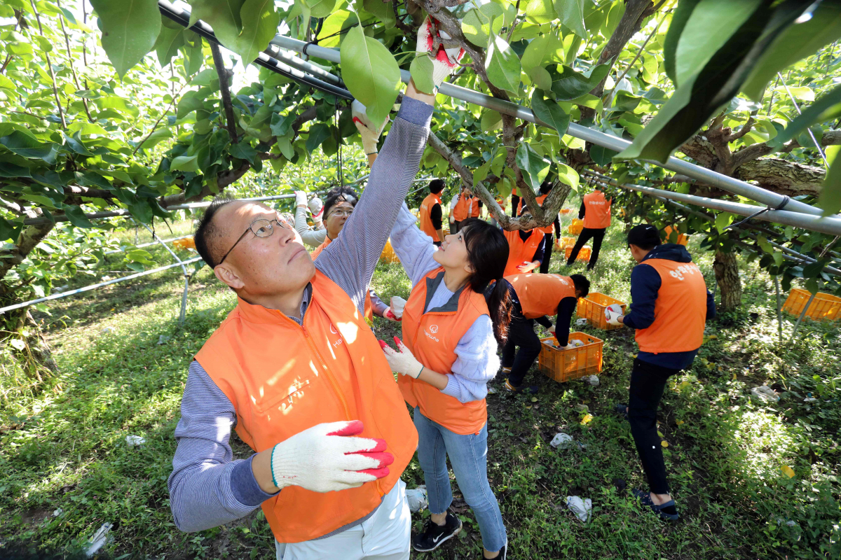 ▲옥경석(맨앞) 한화 대표이사가 8일 대전시 유성구 소재 과수농가에서 봉사단원들과 함께 배 수확 봉사활동을 펼치고 있다.(사진제공=한화)