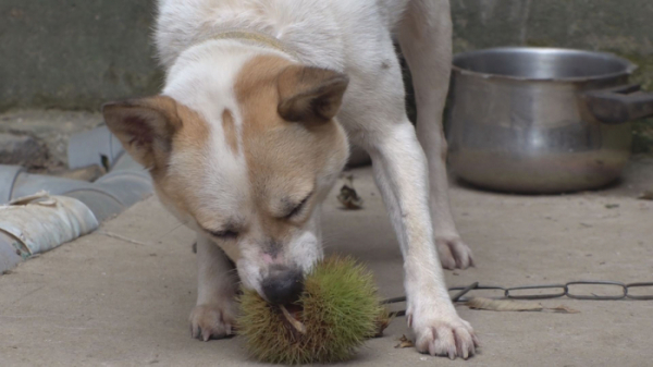 ▲'순간포착 세상에 이런일이'(사진제공=SBS)