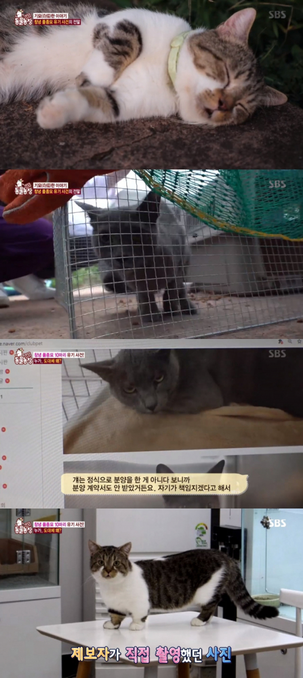 ▲'동물농장' 품종묘 유기 사건(SBS)