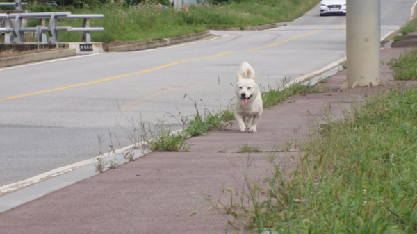 ▲‘TV 동물농장’ 백구 커플(사진제공=SBS)