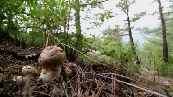 ▲'한국인의 밥상' 태백산맥 자연산 버섯(사진제공=KBS1)