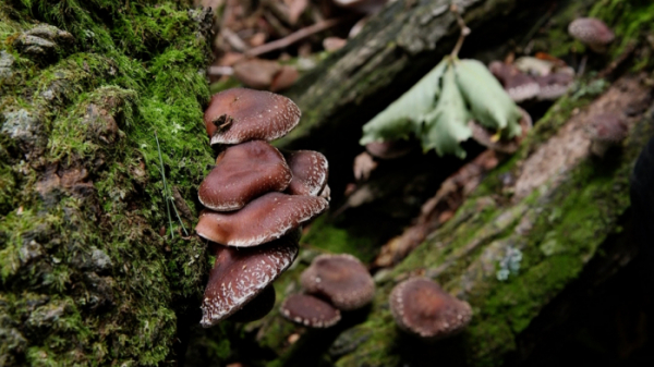 ▲'한국인의 밥상' 태백산맥 자연산 버섯(사진제공=KBS1)