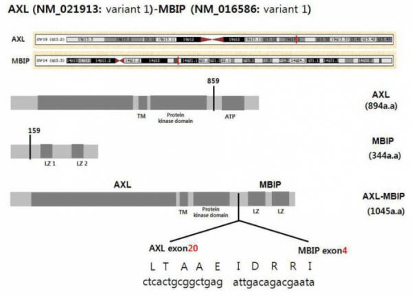 ▲AXL 유전자와 MBIP 유전자가 결합해 만들어진 AXL-MBIP 융합유전자의 모식도 (마크로젠)