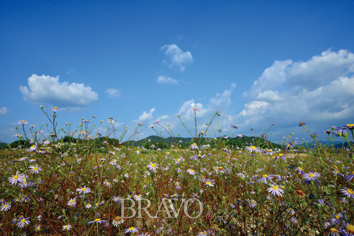 ▲국화과의 두해살이풀. 학명은 Aster altaicus var. uchiyamae Kitam.(김인철 야생화 칼럼니스트)