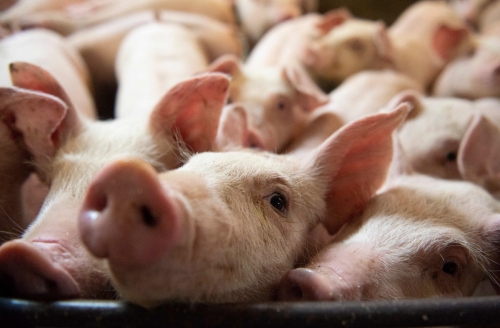 ▲중국이 지난 6월 중단한 캐나다산 돼지고기 수입을 재개할 전망이다. AFP연합뉴스 
