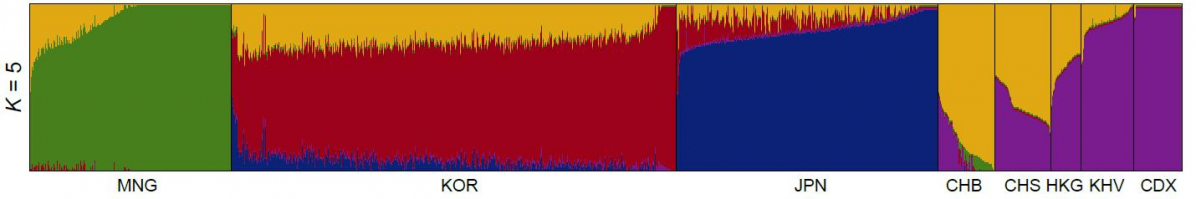 ▲동북아시아인의 어드믹스쳐 분석 결과. 한국인(KOR)에서만 높은 빈도로 관찰되는 유전체 구성(빨간색)이 존재하며 몽골인(MNG), 일본인(JPN), 중국인(CHB, CHS, CDX), 홍콩인(HKG), 베트남인(KHV)과는 유전체 구성이 구분되는 것이 확인됐다. (마크로젠)