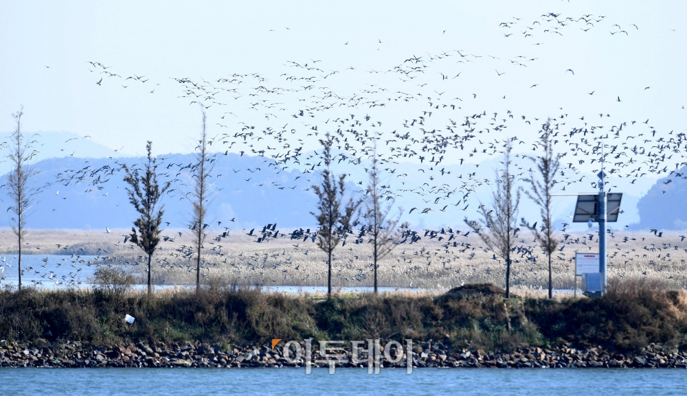 ▲지난해 입동 대송습지 찾은 겨울 철새들. (신태현 기자 holjjak@)