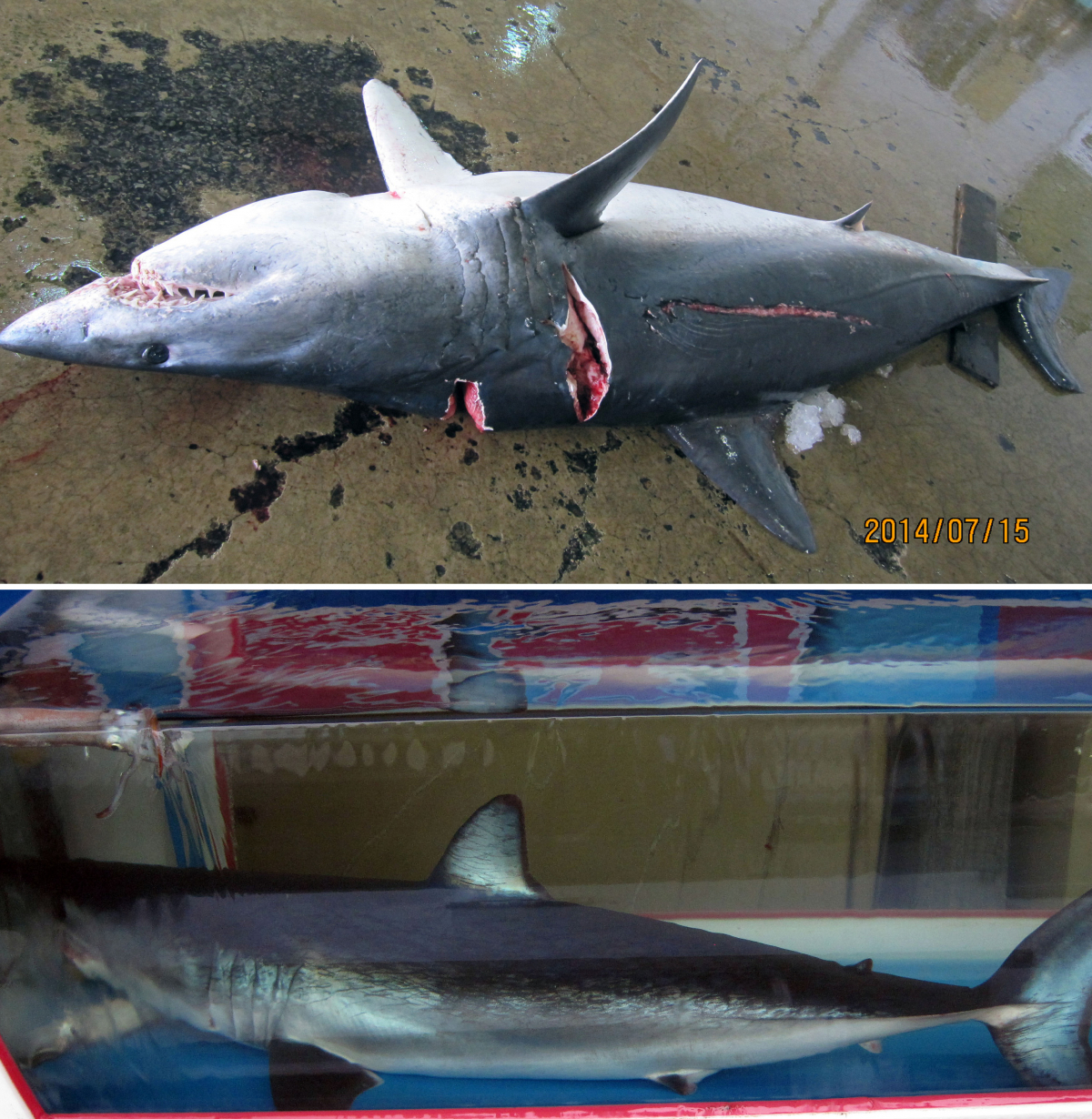 ▲북 포항시와 울산시 앞바다에서 잡힌 청상아리. (뉴시스)