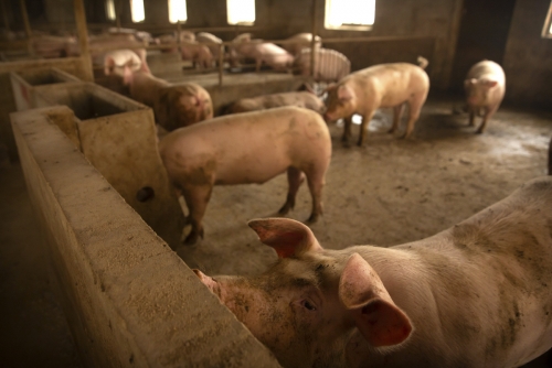 ▲중국 허베이성 팡거좡의 한 돼지사육 농가. 팡거좡/AP뉴시스 
