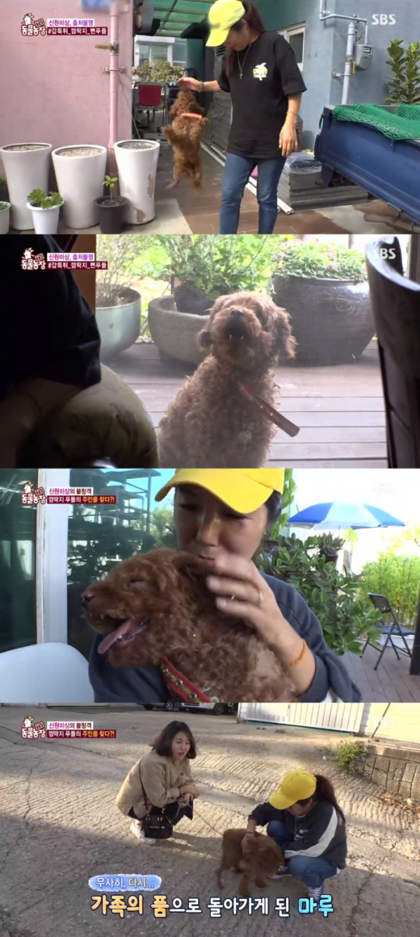 ▲뻔푸들 마루 (사진=SBS '동물농장' 방송화면 캡처)