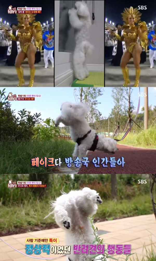 (사진=SBS 'TV 동물농장' 방송화면 캡처)