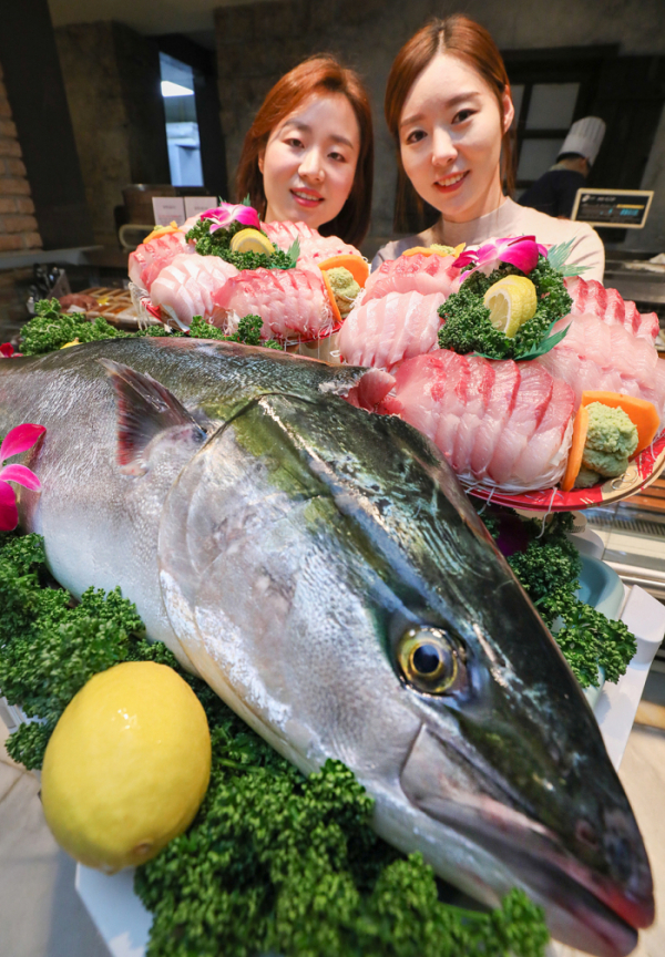 ▲12일 오전 현대백화점 압구정본점 식품관에서 직원들이 12kg 이상의 자연산 대방어와 방어회를 선보이고 있다.  (사진제공=현대백화점)