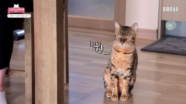 ▲EBS1 고양이를 부탁해(사진제공=EBS)