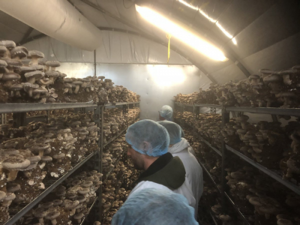 ▲스미시 머쉬룸 직원들이 버섯 농장에서 일을 하고 있다. (출처=스미스 머쉬룸 트위터)