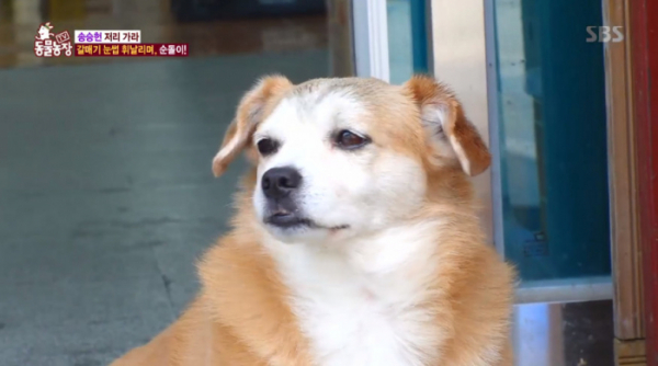 ▲갈매기 눈썹견 순돌이(사진=SBS 'TV 동물농장' 방송화면 캡처)