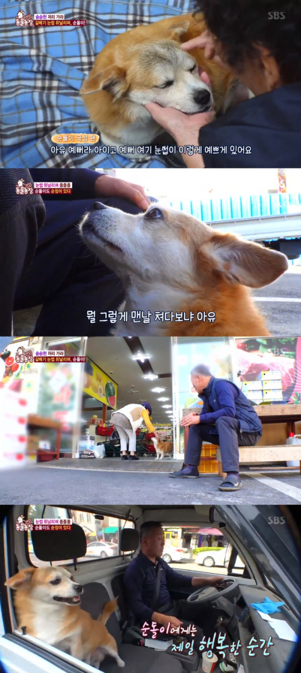 ▲갈매기 눈썹견 순돌이(사진=SBS 'TV 동물농장' 방송화면 캡처)