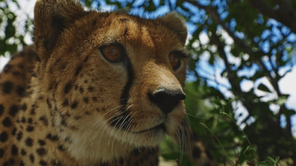 ▲'라이프 오브 사만다'(사진제공=SBS)