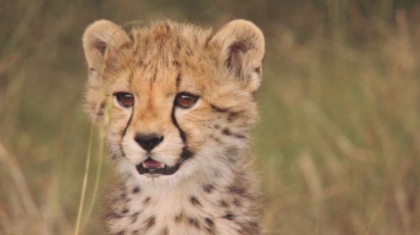 ▲'라이프 오브 사만다'(사진제공=SBS)