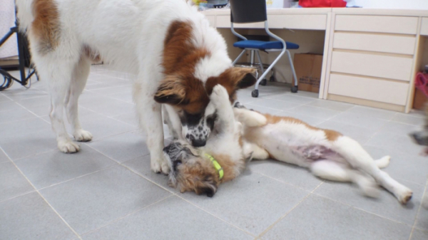 ▲'TV 동물농장' 삽살개 대박이(사진제공=SBS)