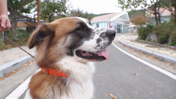 ▲'TV 동물농장' 삽살개 대박이(사진제공=SBS)