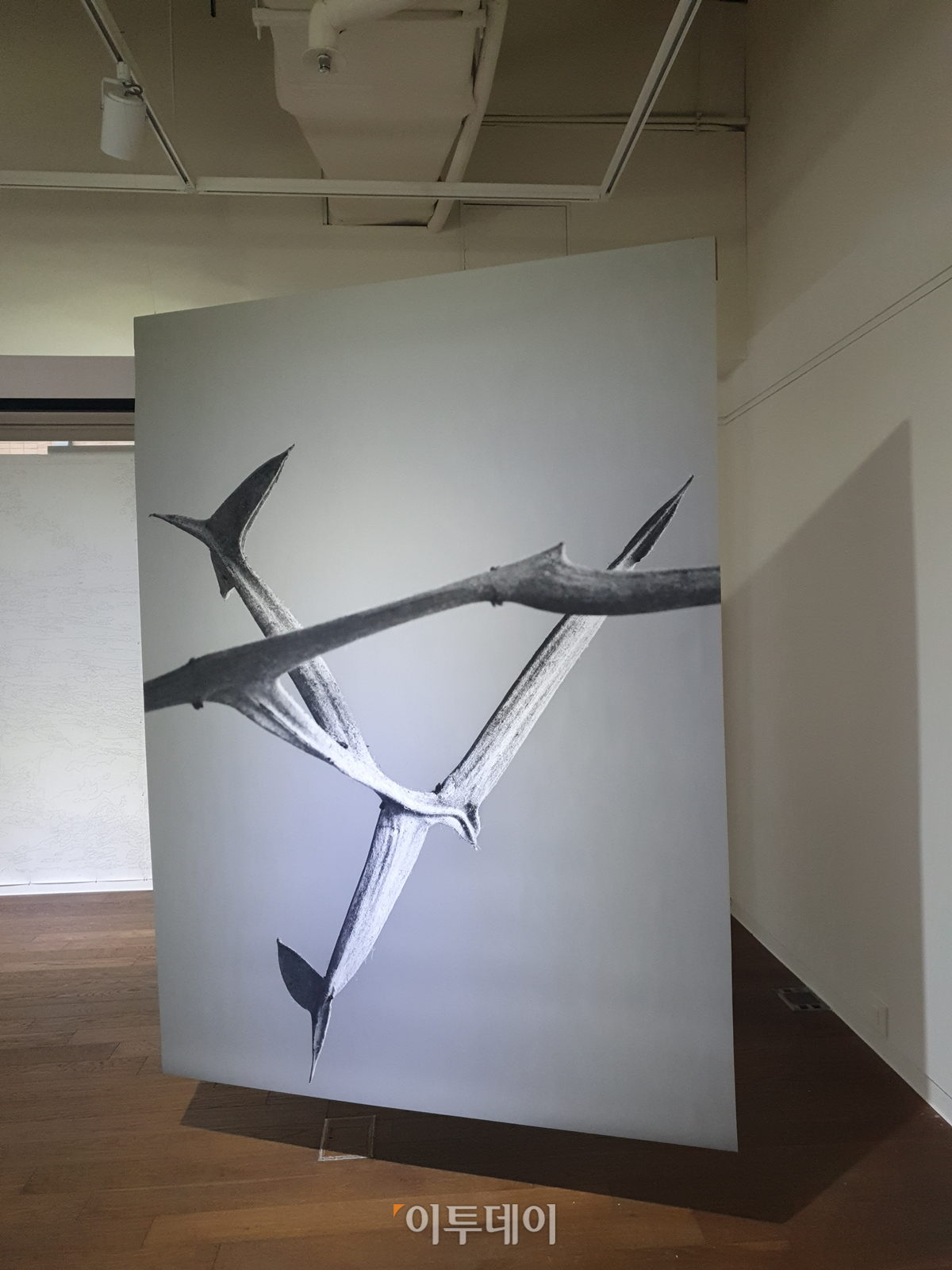 ▲전명은 작가의 사진을 들여다보면 생명력을 느낄 수 있다. 김소희 기자 ksh@