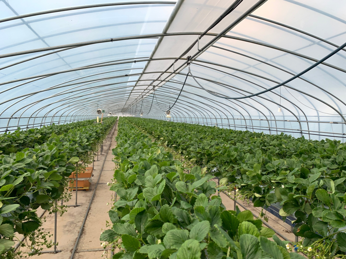 ▲창락농산이 수출하는 딸기를 재배 중인 하우스. (사진제공=창락농산)