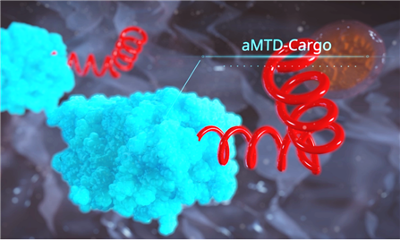 ▲세포막 투과 펩타이드(붉은색)가 약리물질(파랑색)을 세포 내로 전송하는 모습 (자료제공=셀리버리)