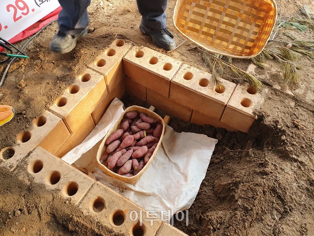 ▲겨울철 별미인 고구마. 김소희 기자 ksh@