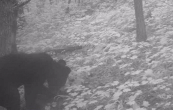 ▲삼봉산 일대 무인카메라에 촬영된 반달가슴곰. (사진제공=환경부)