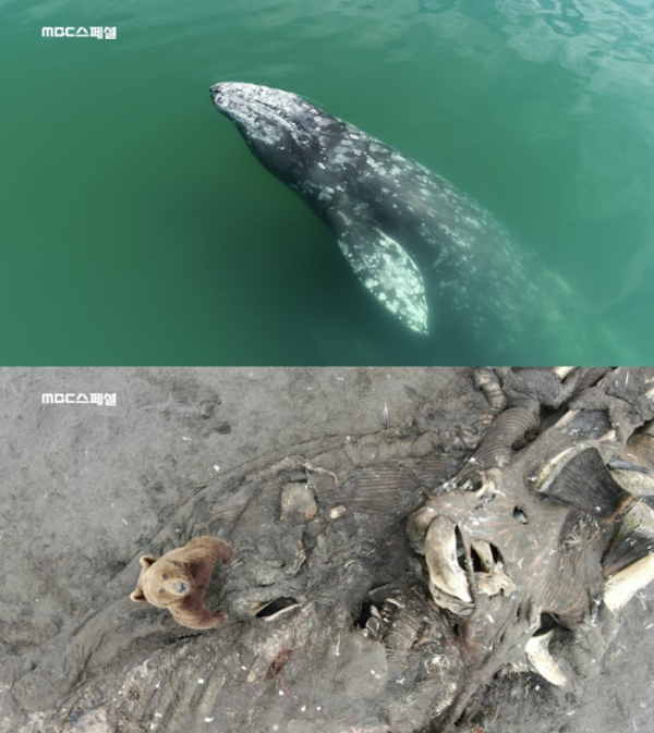 ▲'MBC 스페셜] '(사진제공=MBC)