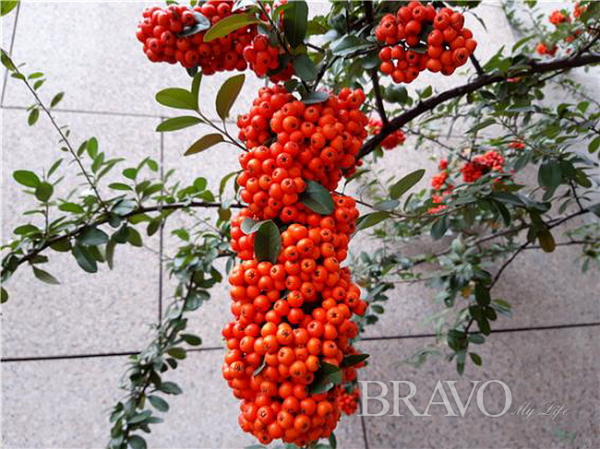 ▲피라칸서스 열매의 다양한 아름다움(홍지영 동년기자)