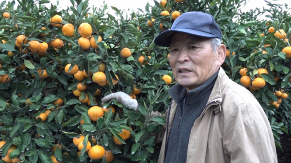 ▲'다큐멘터리 3일 '제주 감귤(사진제공=KBS1)
