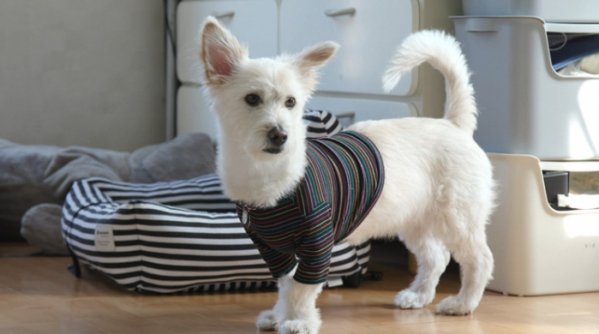 ▲'개는 훌륭하다'(사진제공=KBS2)